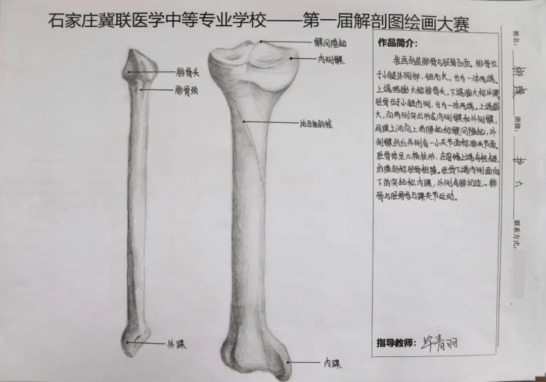 石家庄冀联医学中等专业学校首届解剖图绘画大赛 图16 石家庄冀联医学中等专业学校首届解剖图绘画大赛 图16