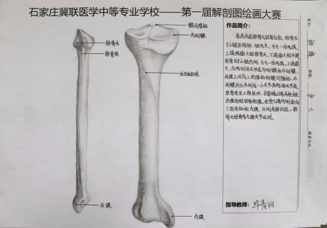 石家庄冀联医学中等专业学校首届解剖图绘画大赛 图16